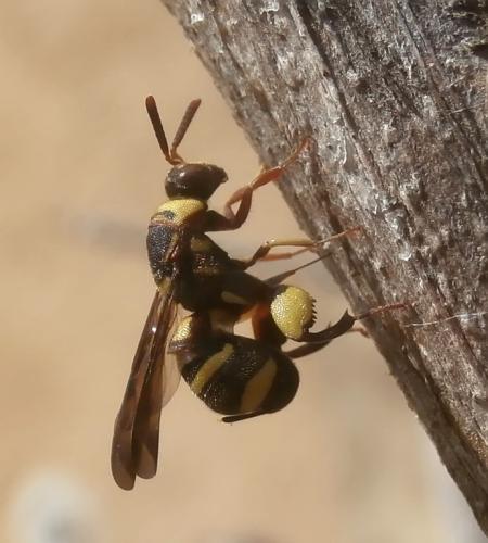 Leucospis brevicauda